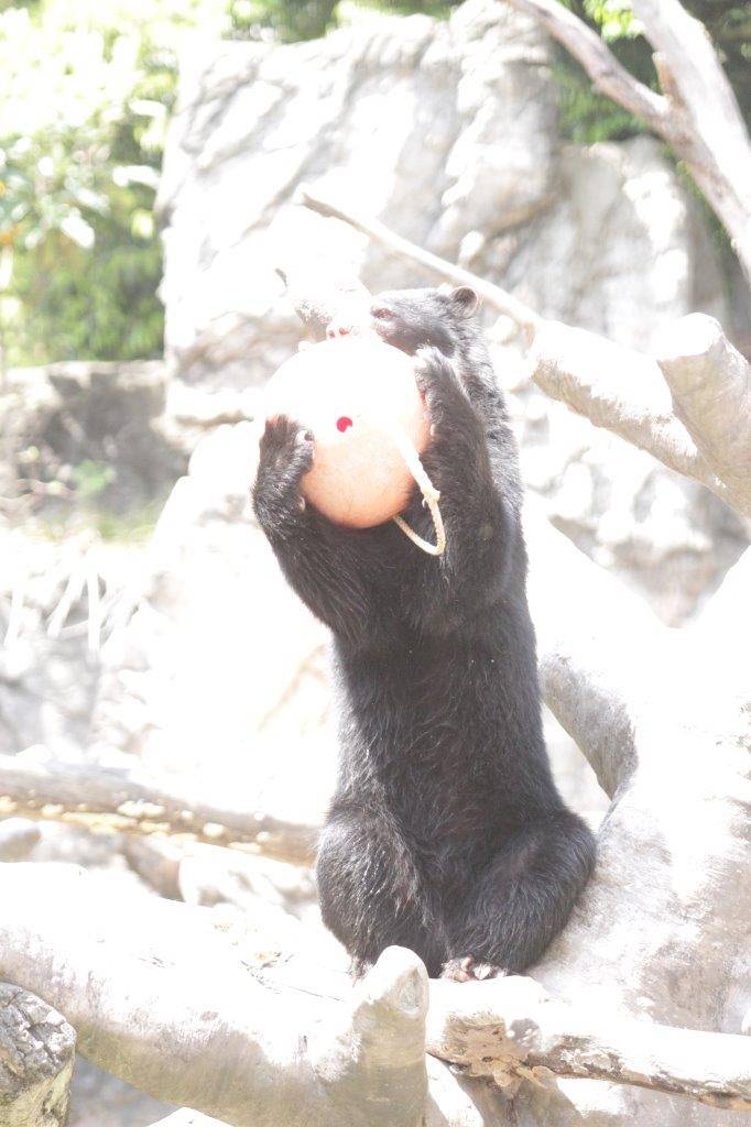 フロートを抱えて外した雪雄①