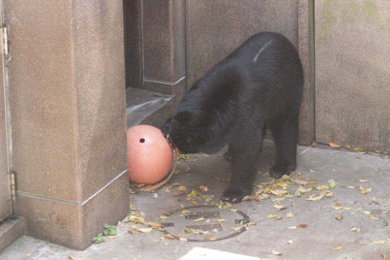 獣舎よりでフロートを転がす雪雄④