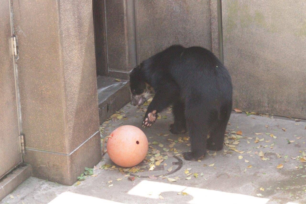 獣舎よりでフロートを転がす雪雄⑥