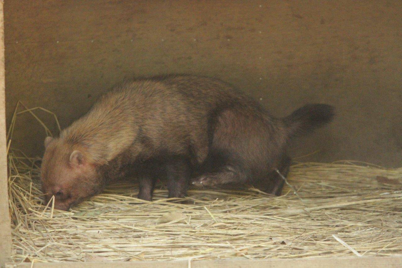 小屋内で排尿するカノン②