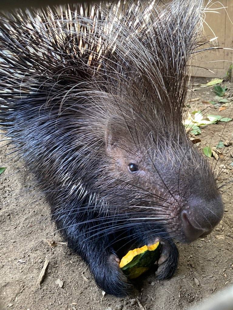 カボチャを食べるアフリカタテガミヤマアラシのネイロ(オス).jpg