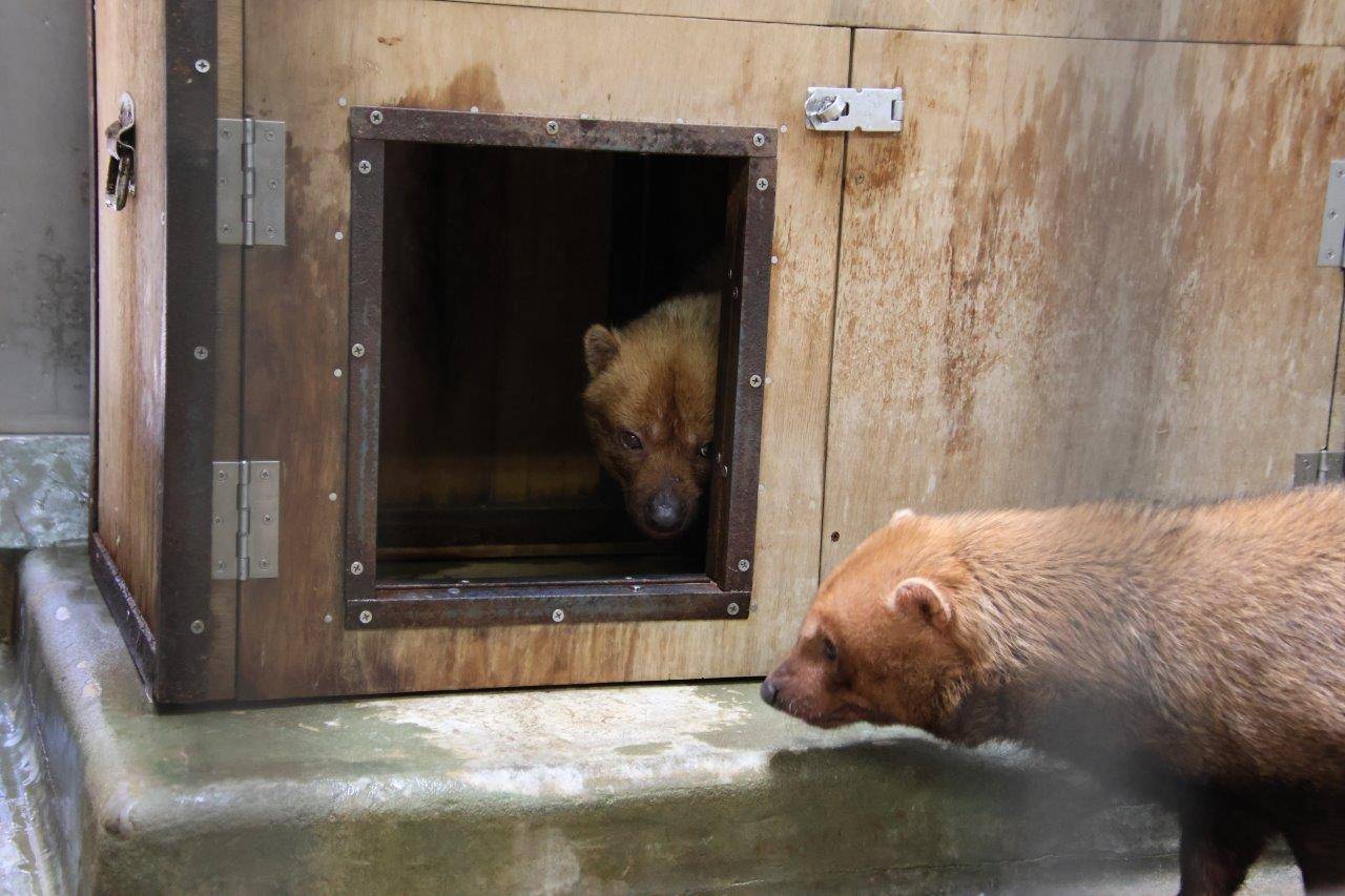 箱内からカノンを見るパパマル