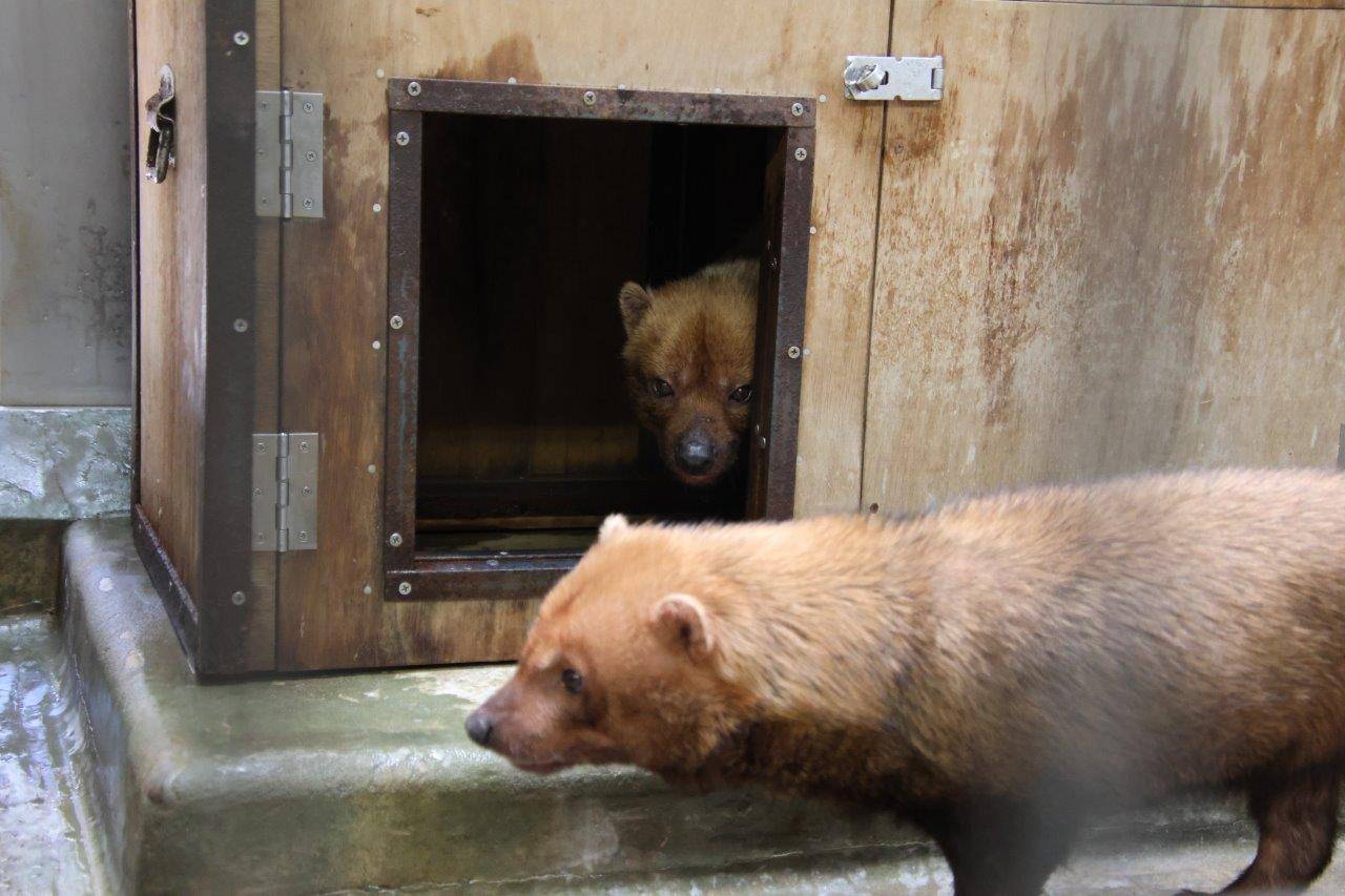 箱内のパパマルの前を通り過ぎるカノン