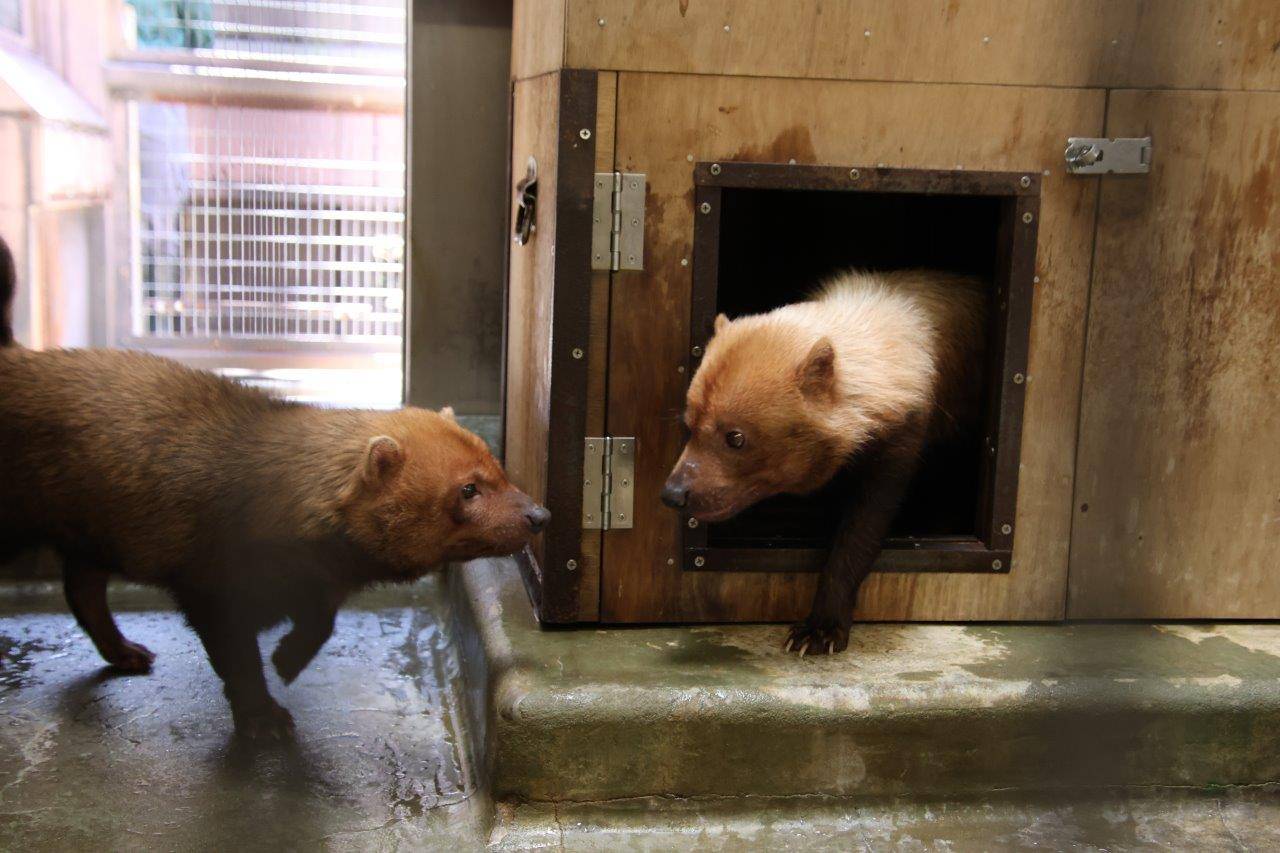 接近するパパマルとカノン