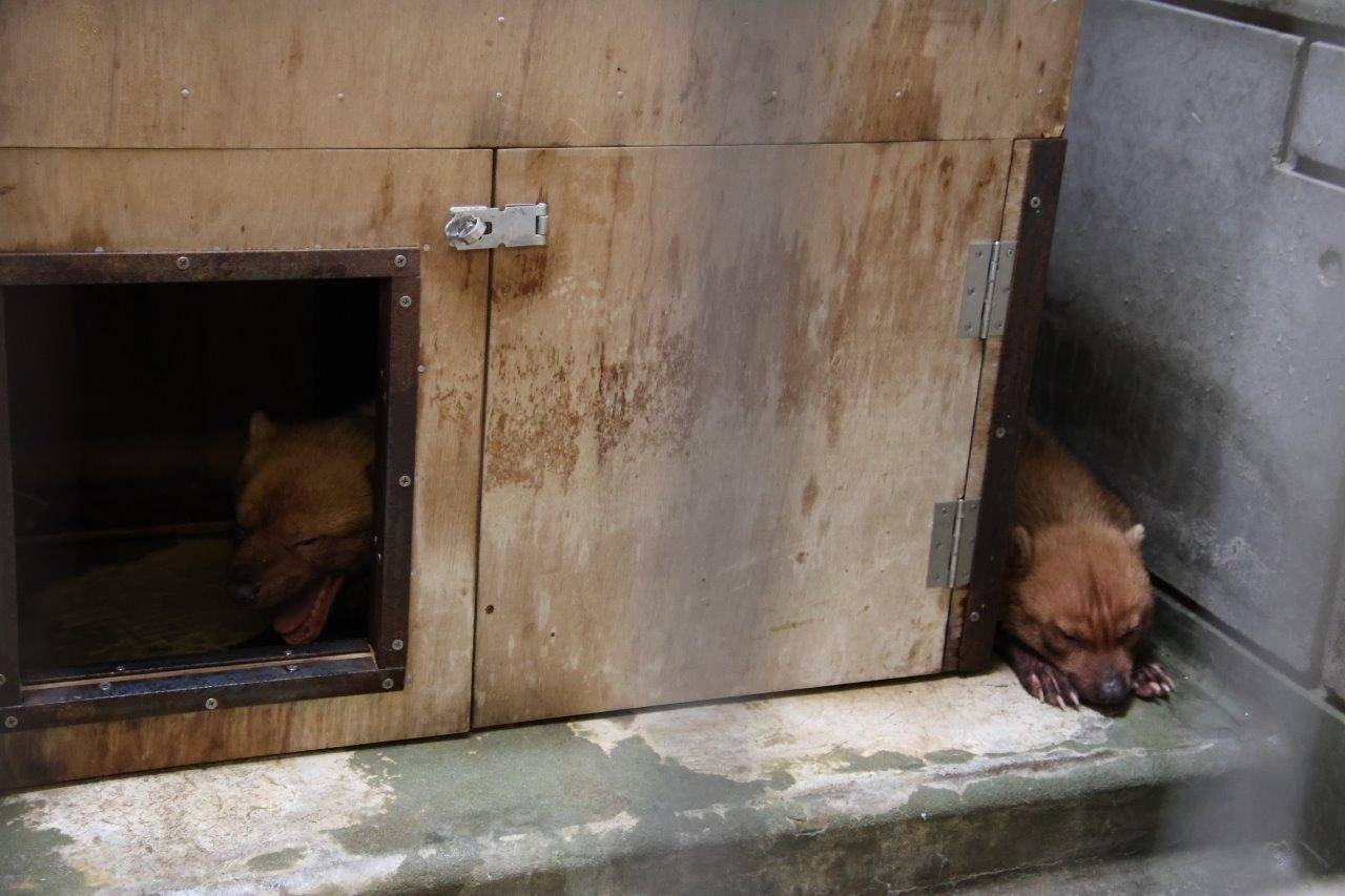 近くで休むパパマルとカノン①