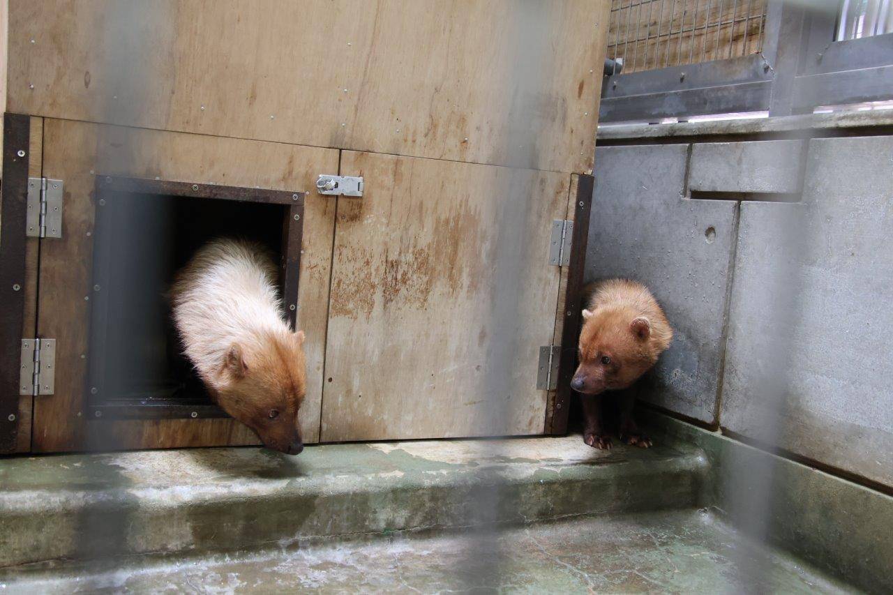 箱内から出て来るパパマル