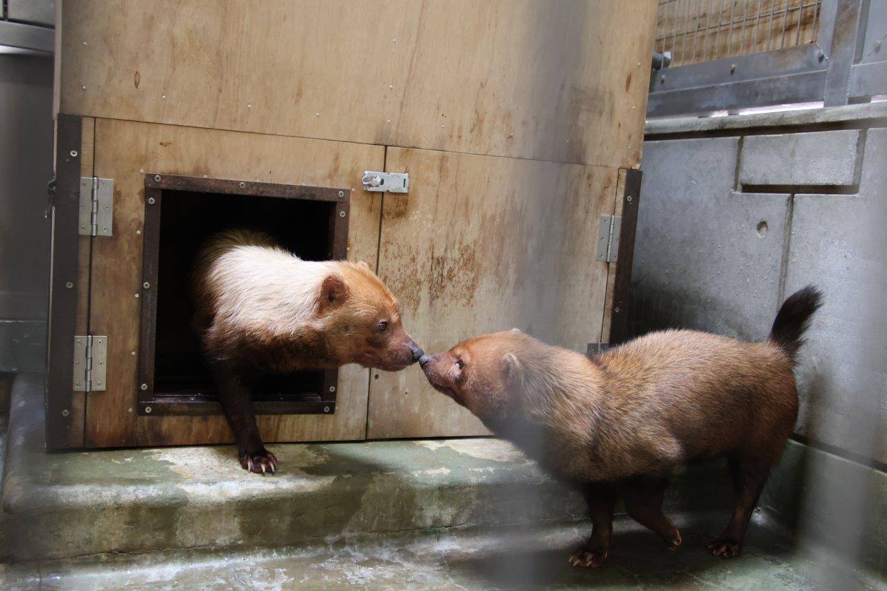 鼻先を近づけるパパマルとカノン②