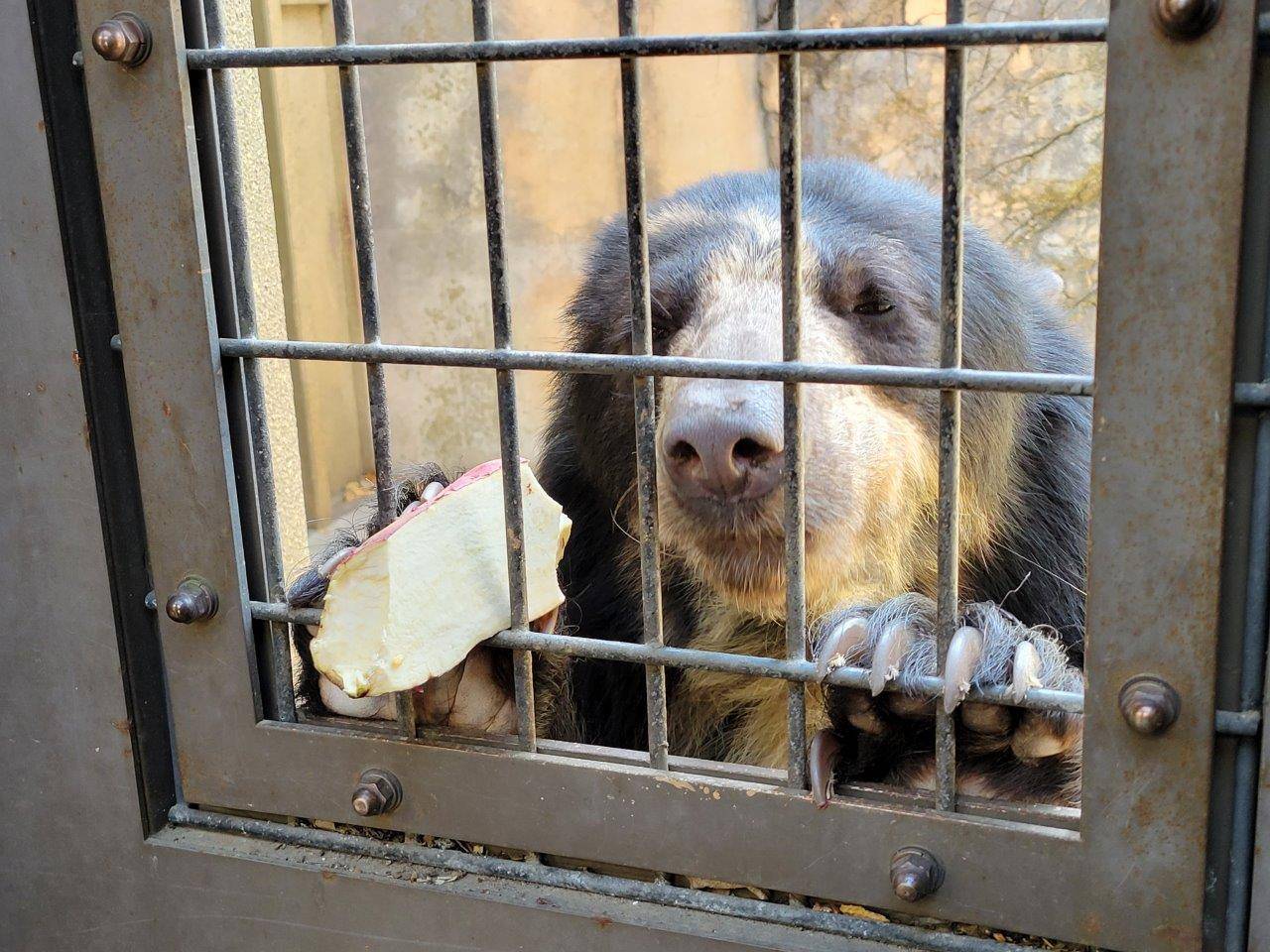 扉の窓の格子を利用してイモを押さえる美雪②