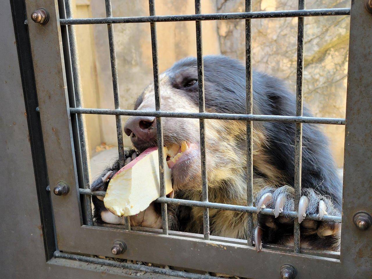 扉の窓の格子を利用してイモを押さえる美雪③