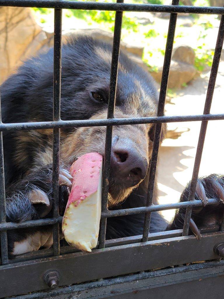扉の窓の格子を利用してイモを押さえる美雪④