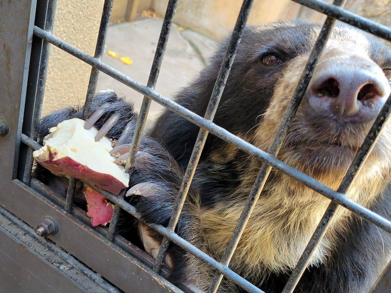 両手の爪でイモを押さえる美雪①