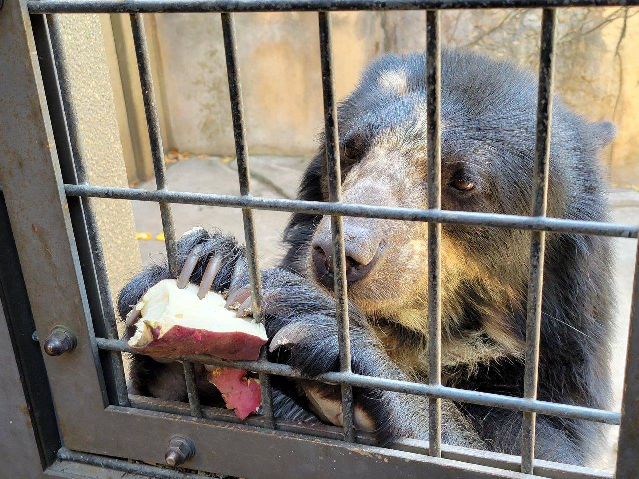 両手の爪でイモを押さえる美雪②
