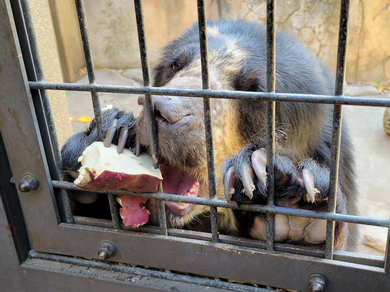 苦労しながらイモを食べる美雪①