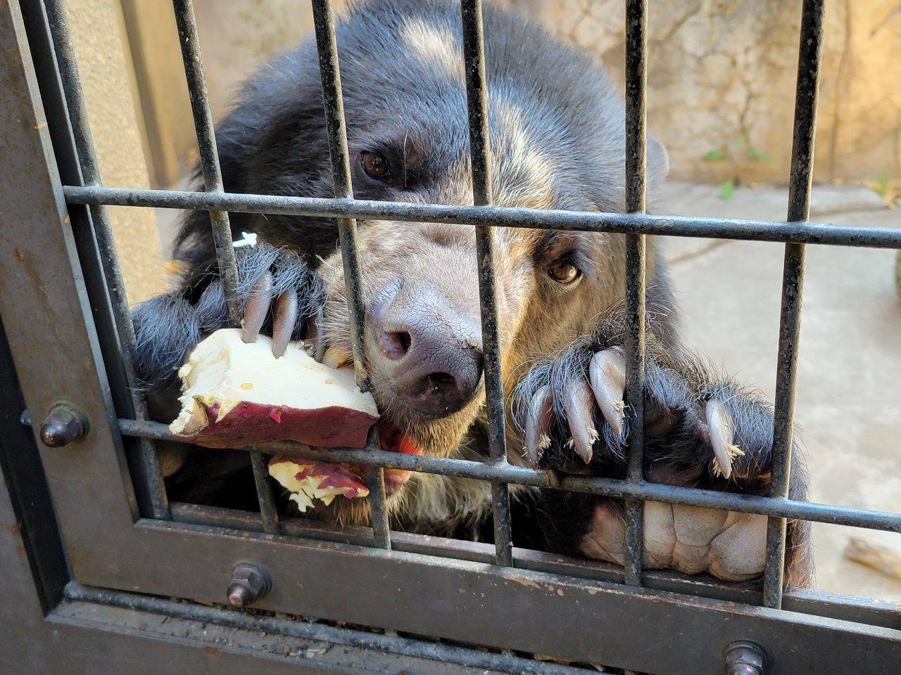 苦労しながらイモを食べる美雪②