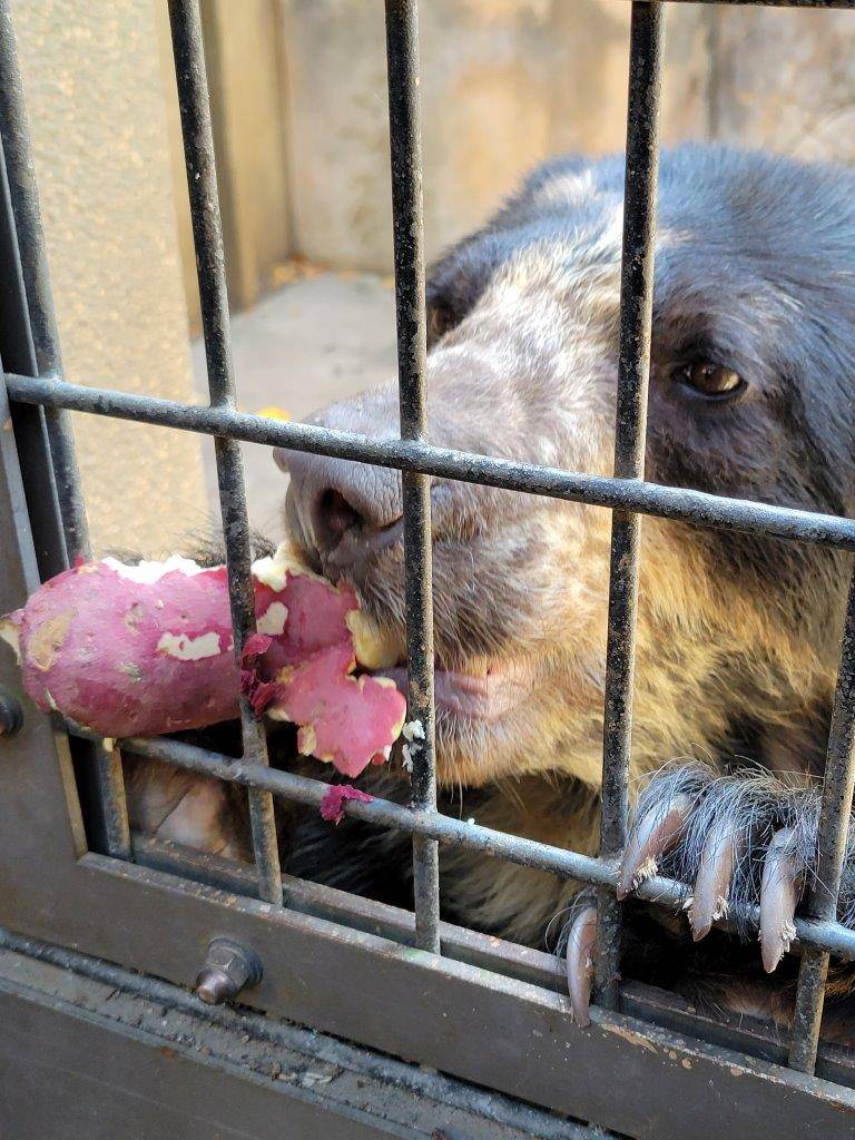 苦労しながらイモを食べる美雪④