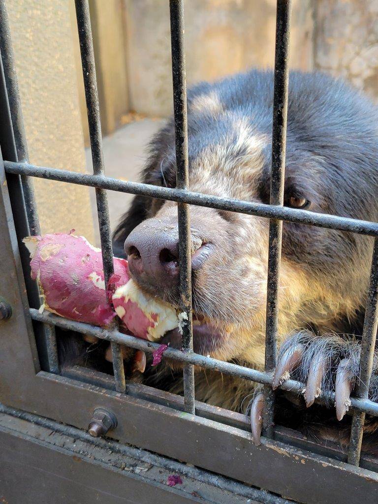 苦労しながらイモを食べる美雪⑤