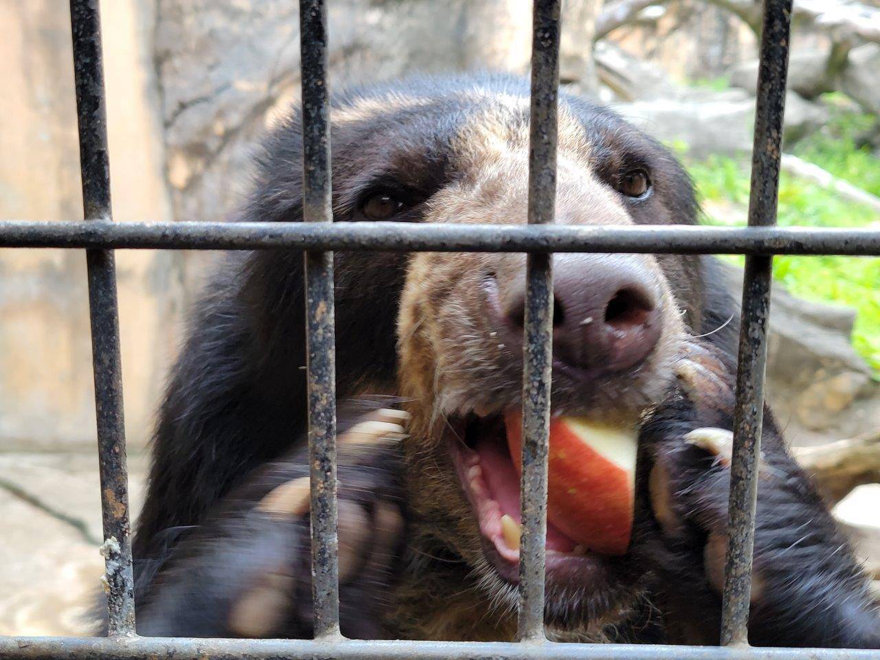 リンゴを食べる美雪①
