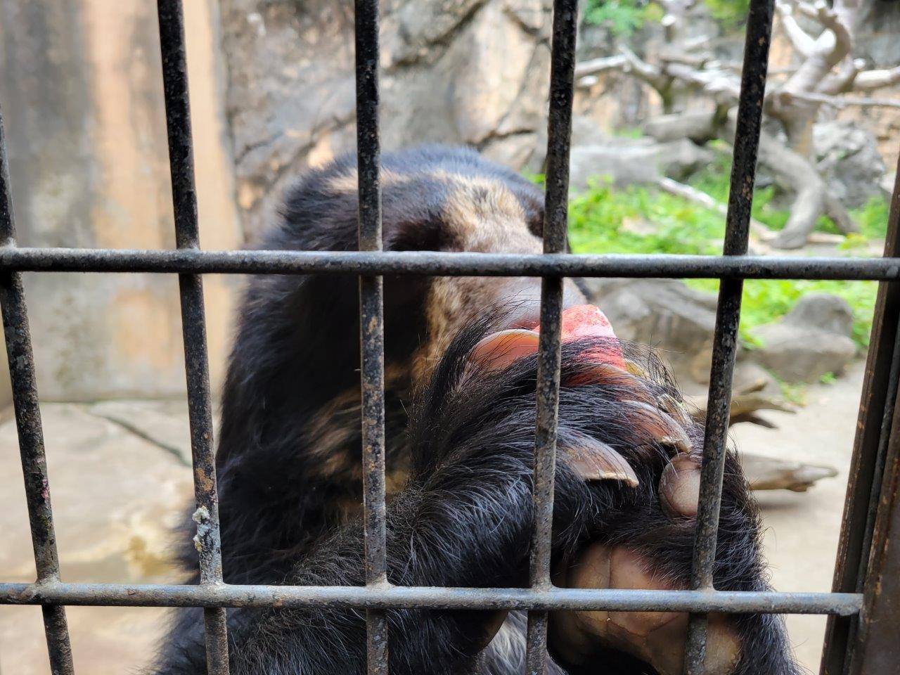 両手でリンゴを持つ美雪①
