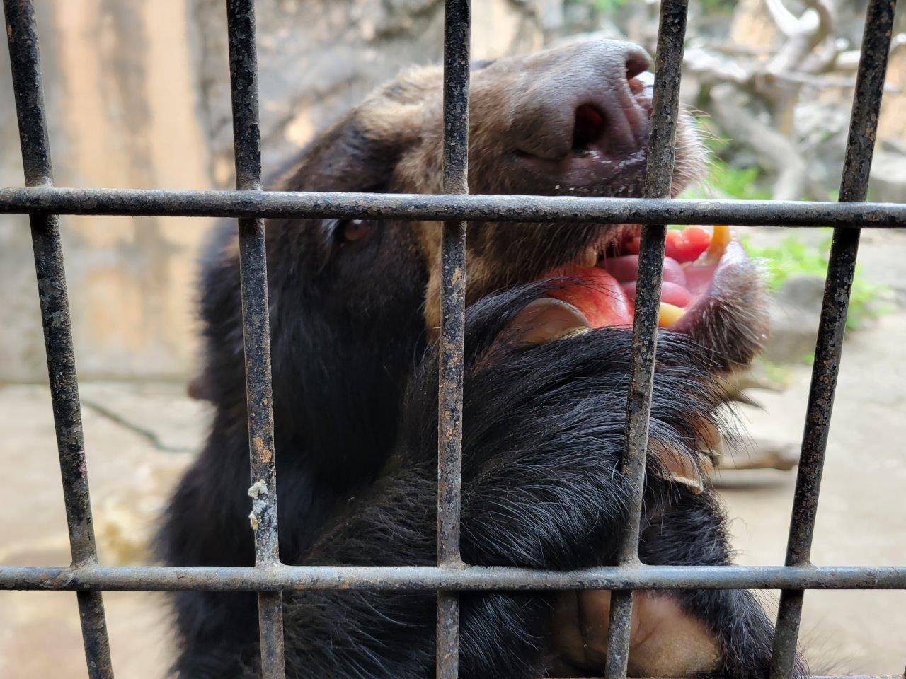 両手でリンゴを持って食べる美雪①