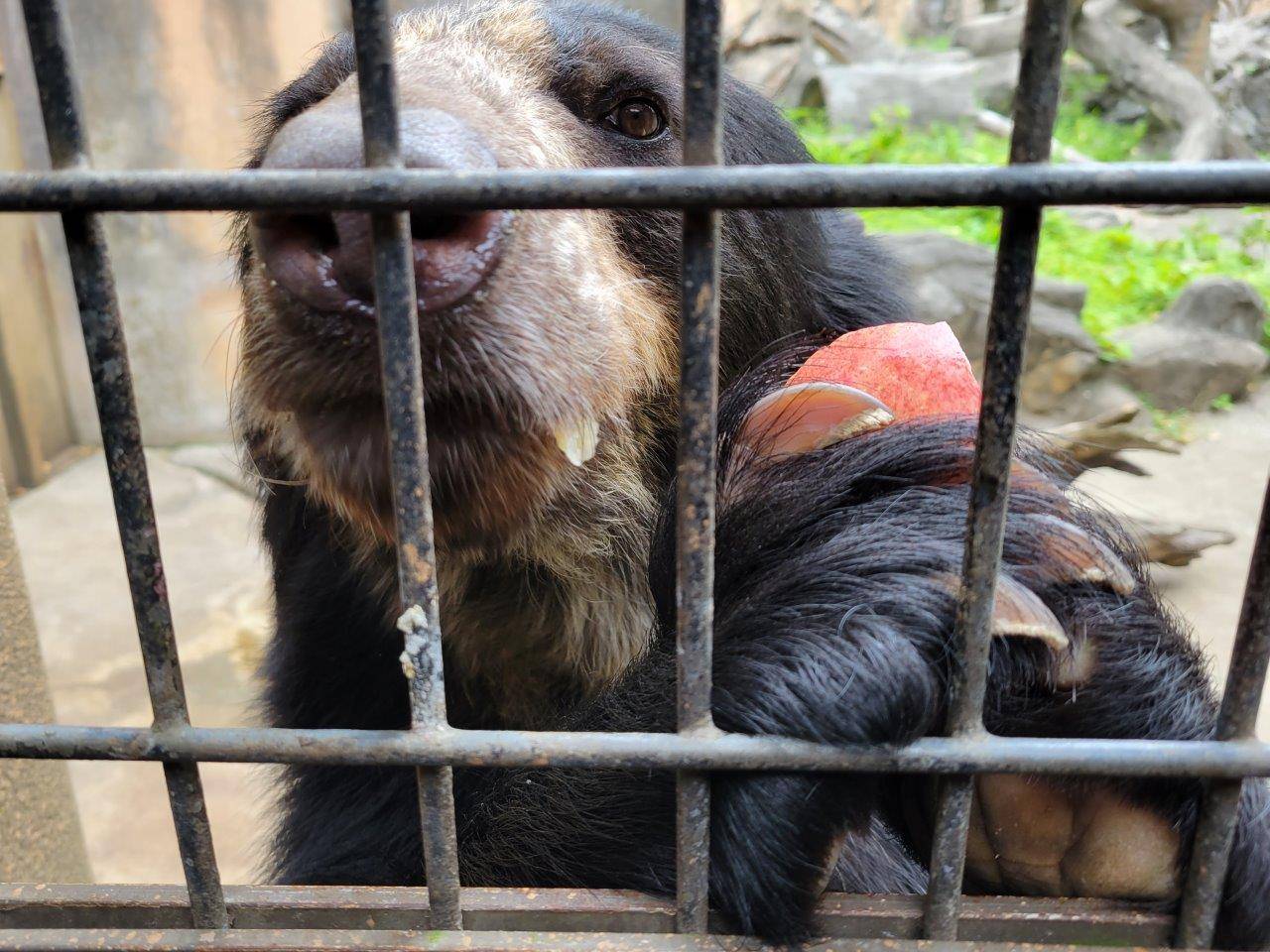 両手でリンゴを持つ美雪①