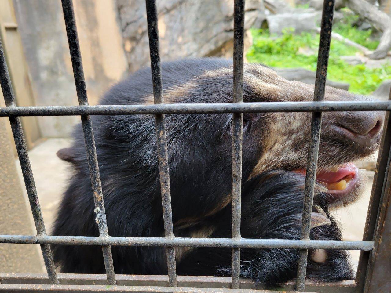 両手でリンゴを持って食べる美雪③