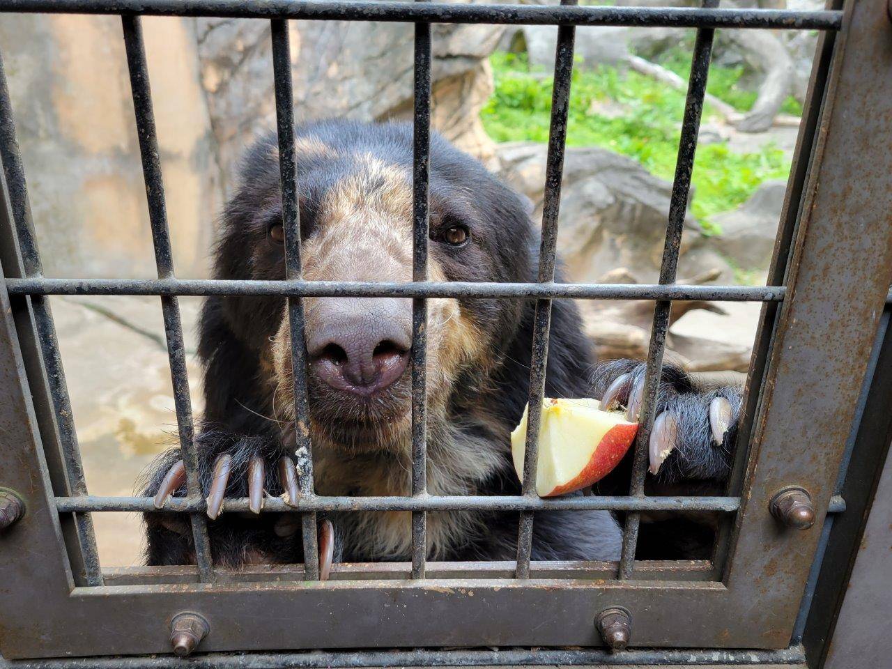 爪でリンゴを押さえる美雪①