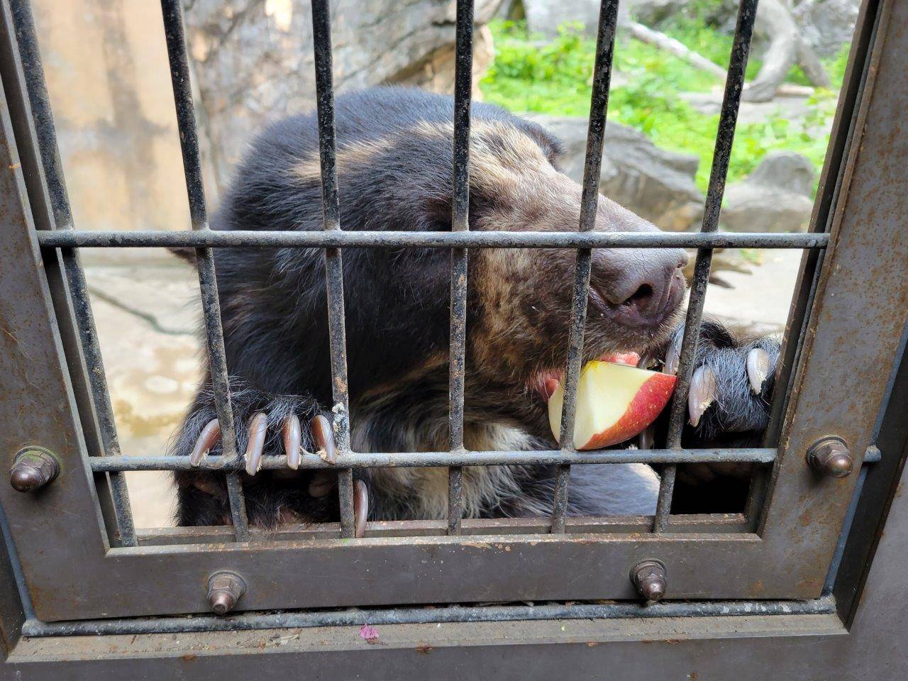 爪で押さえたリンゴを食べる美雪①