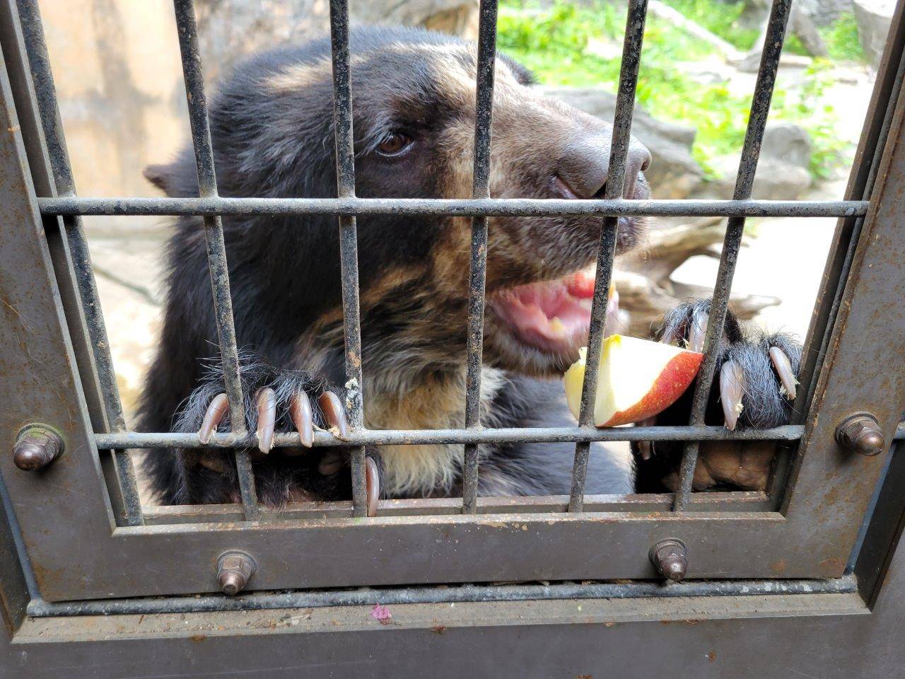 爪で押さえたリンゴを食べる美雪②