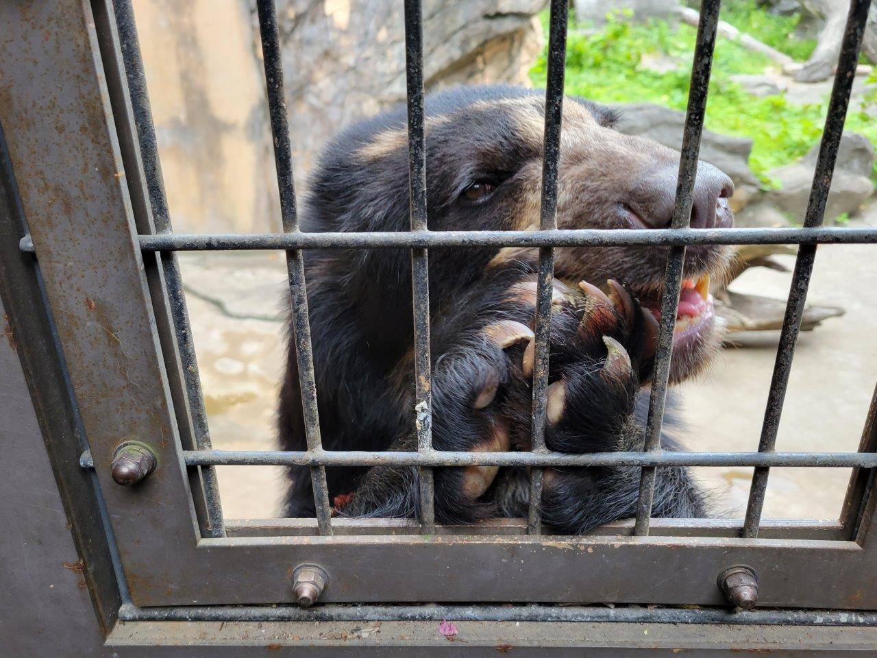 両手でリンゴを持って食べる美雪④