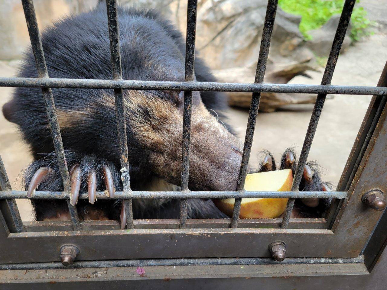 爪で押さえたリンゴを食べる美雪③