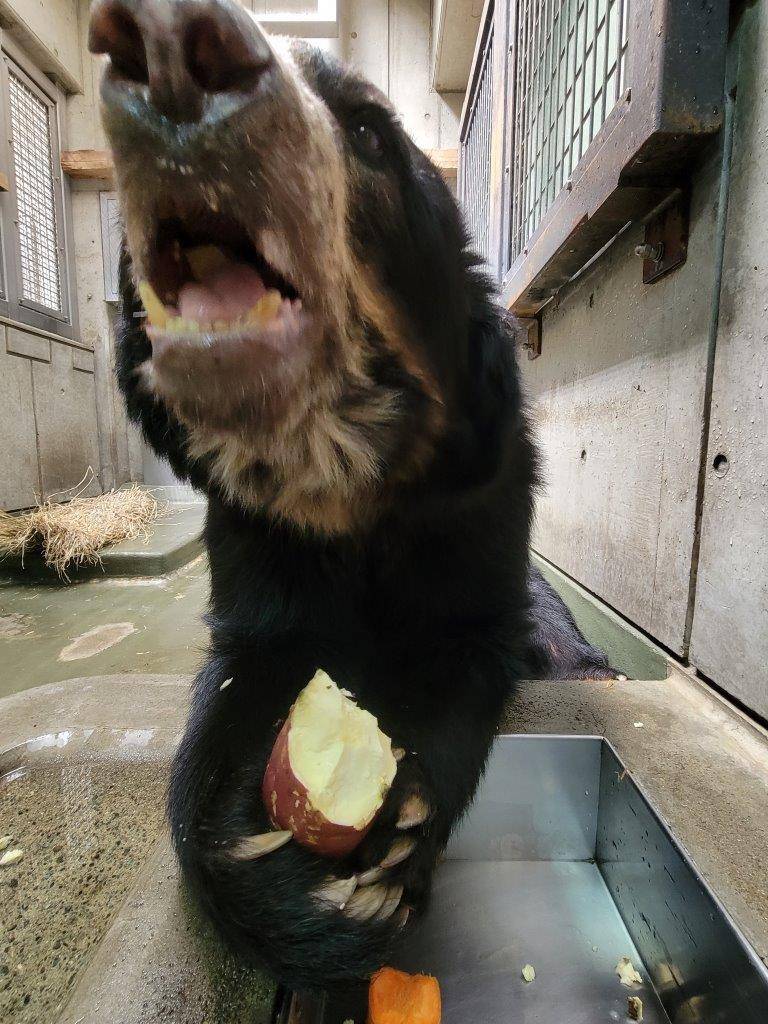 両手でイモを持って食べるルイス②