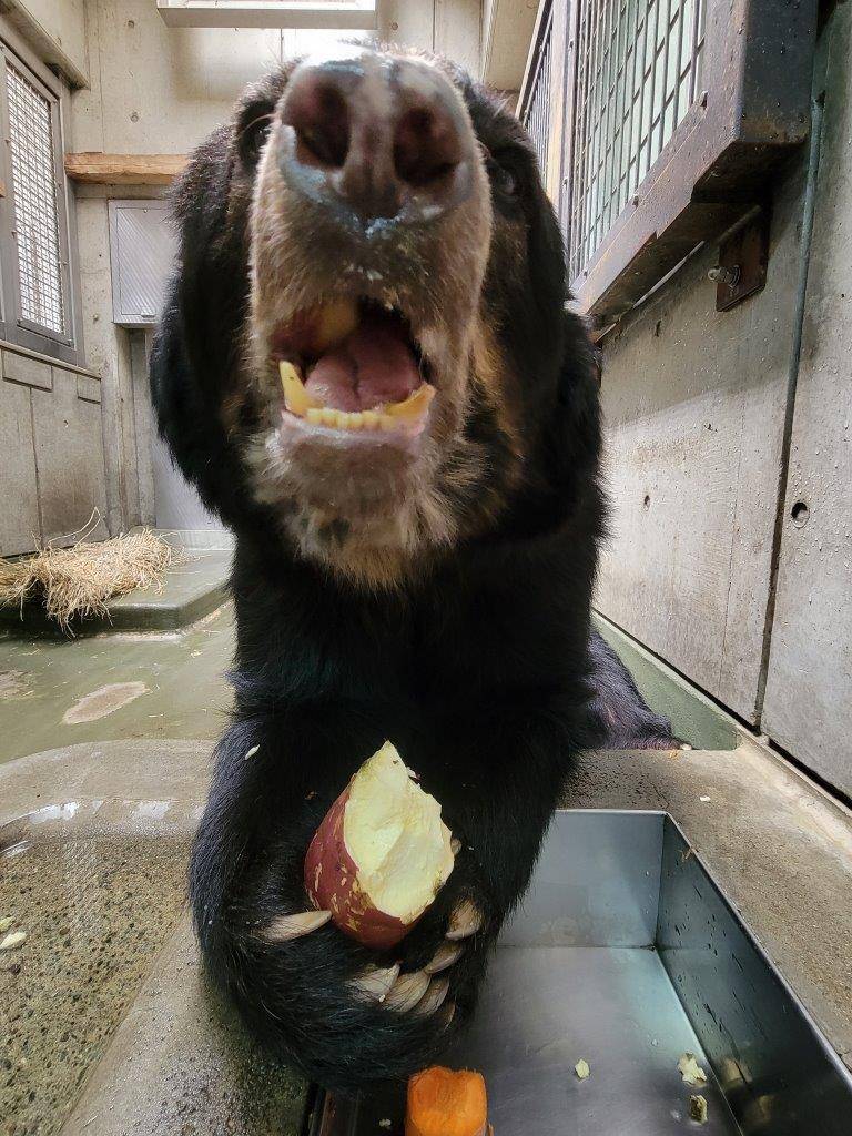 両手でイモを持って食べるルイス③ 口の中もよく見えます
