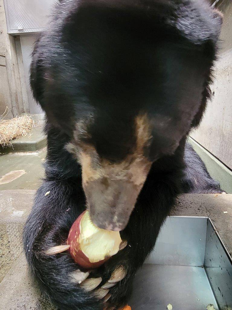 両手でイモを持って食べるルイス④