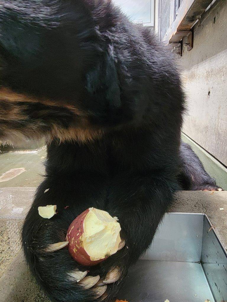 両手でイモを持って食べるルイス⑤