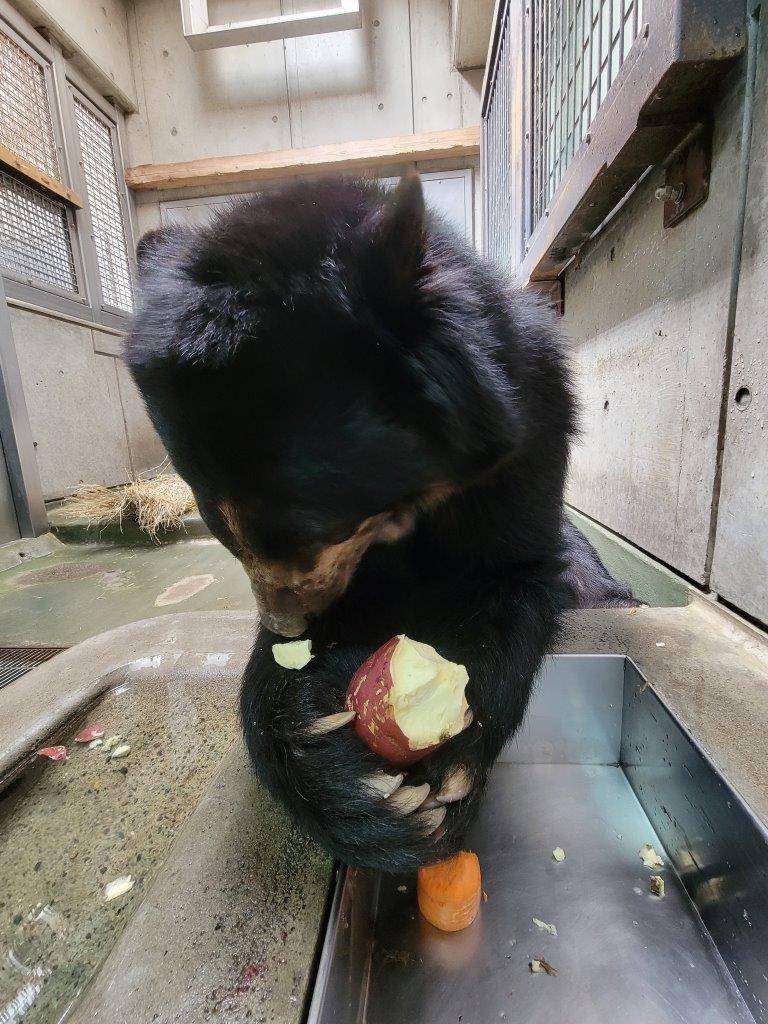 両手でイモを持って食べるルイス⑥