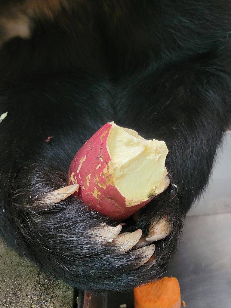 両手でイモを持つルイス①