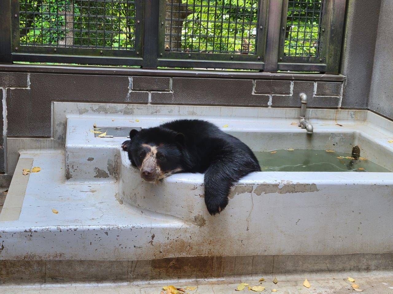 プールに入る雪雄①