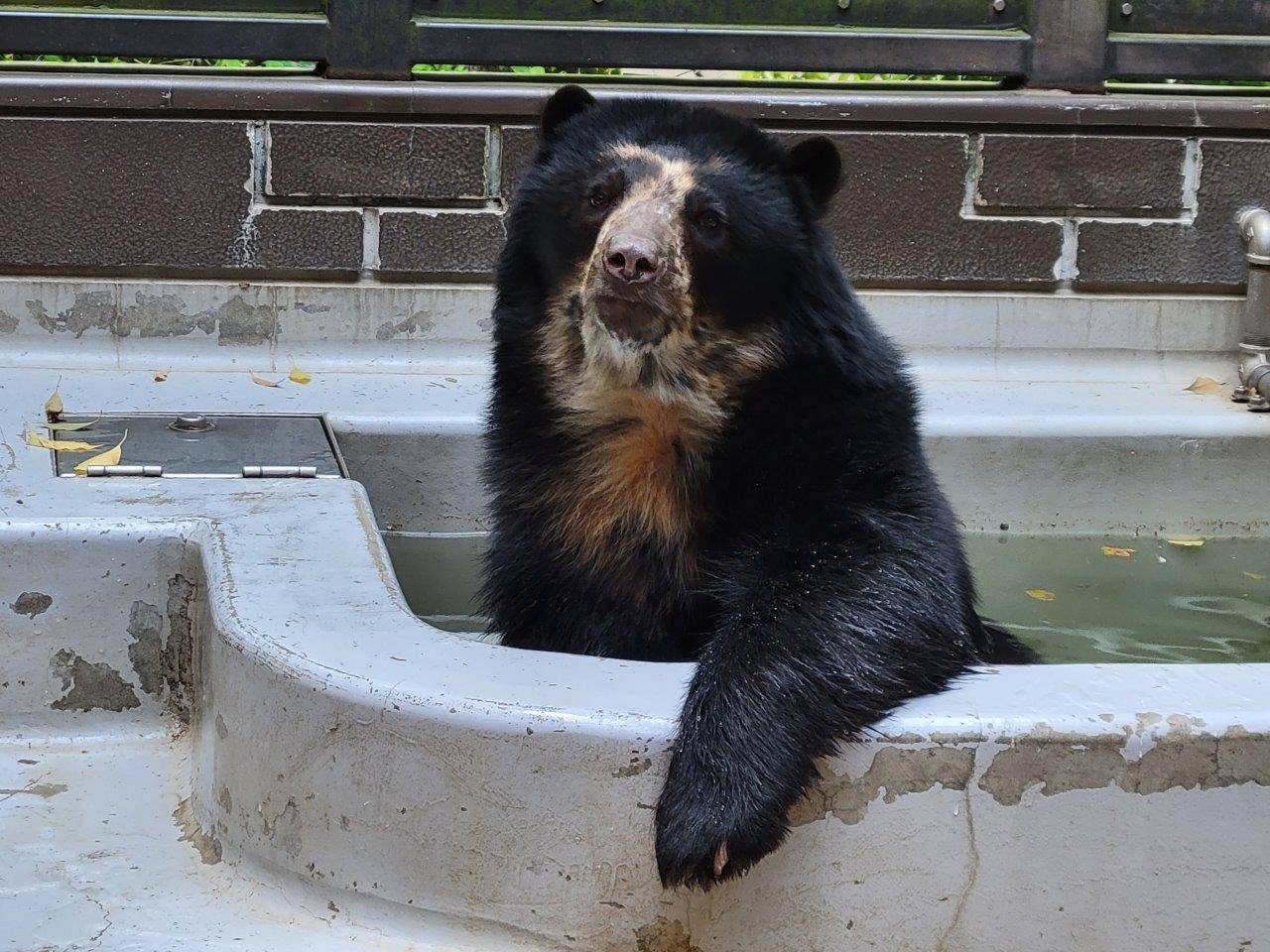 プールに入る雪雄③