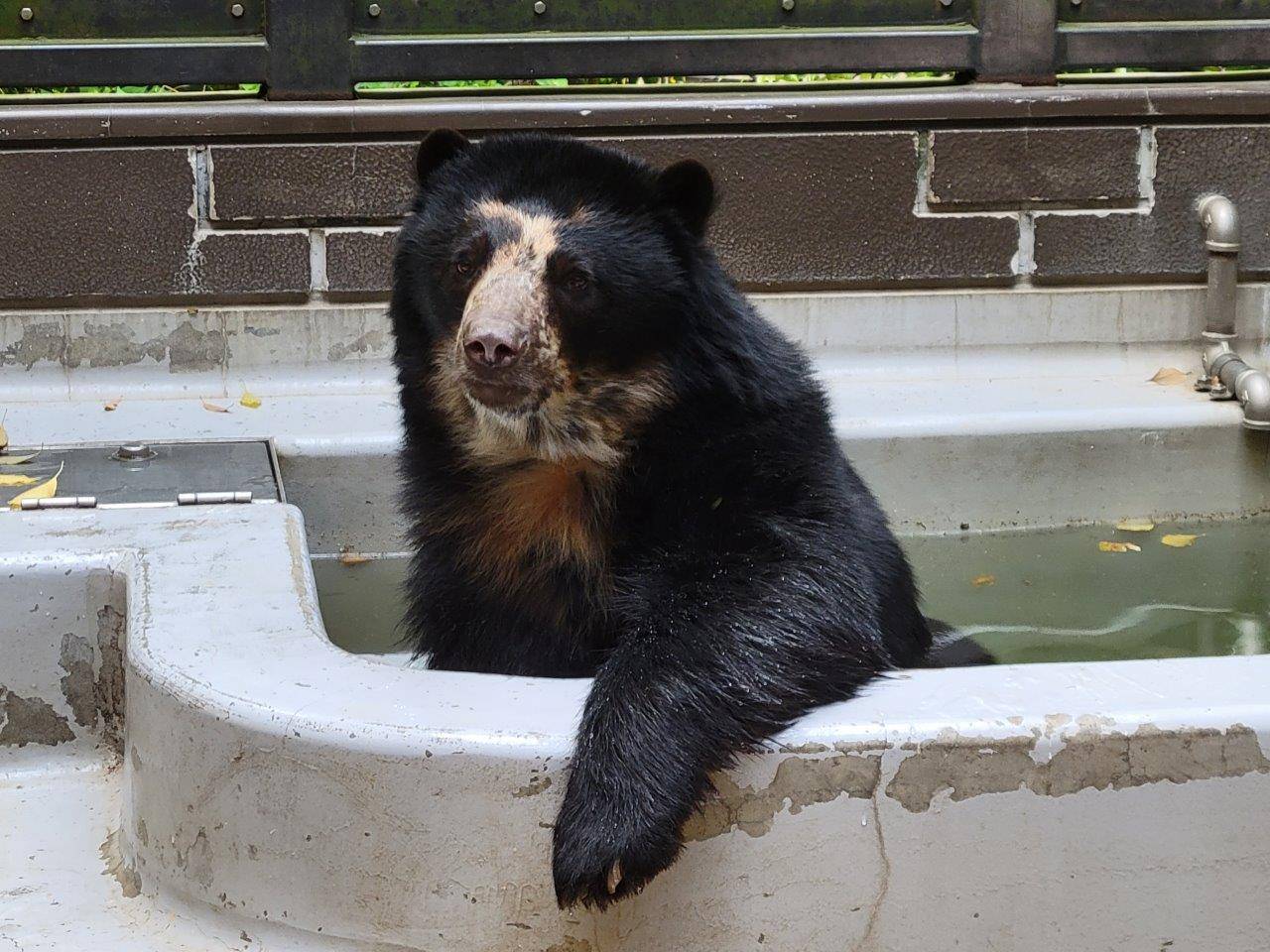 プールに入る雪雄④