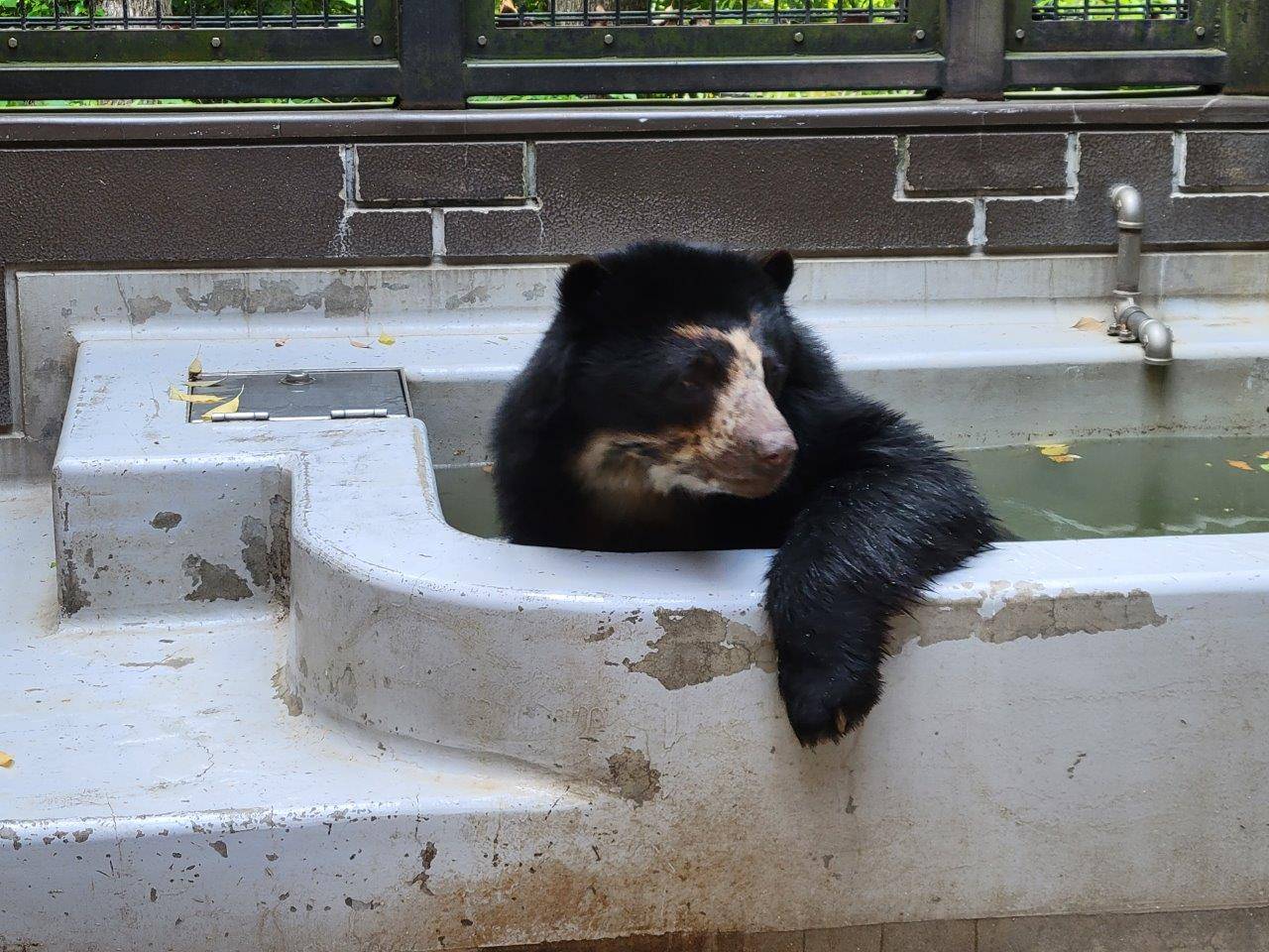 プールに入る雪雄⑤