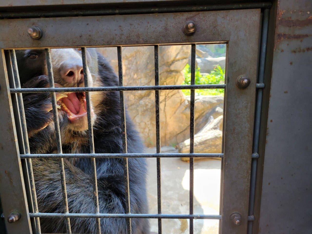 両手でイモを持って食べる雪雄①