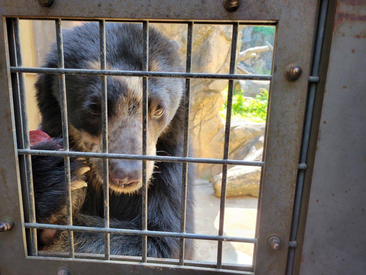 両手でイモを持つ雪雄①
