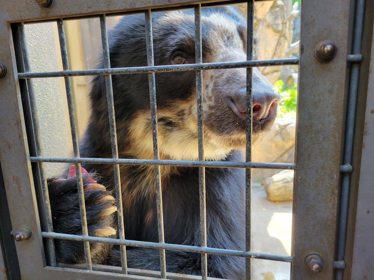 両手でイモを持つ雪雄②