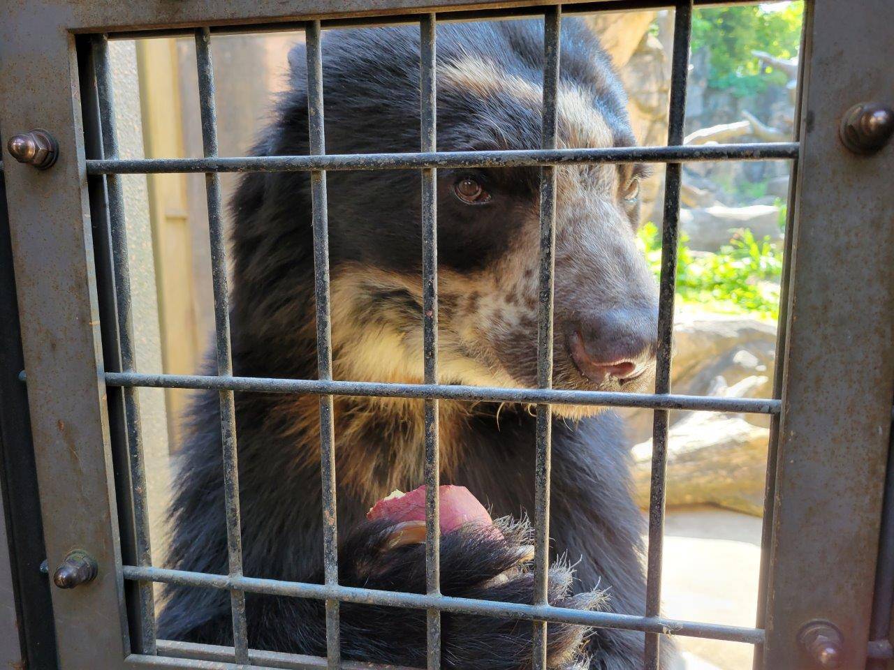 両手でイモを持つ雪雄③