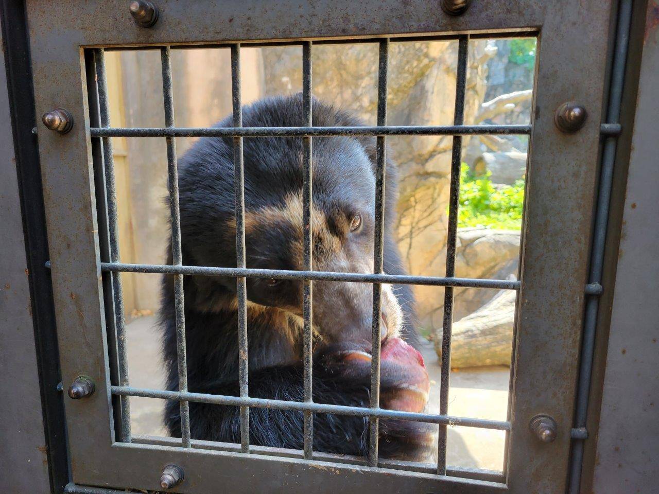 両手でイモを持って食べる雪雄③