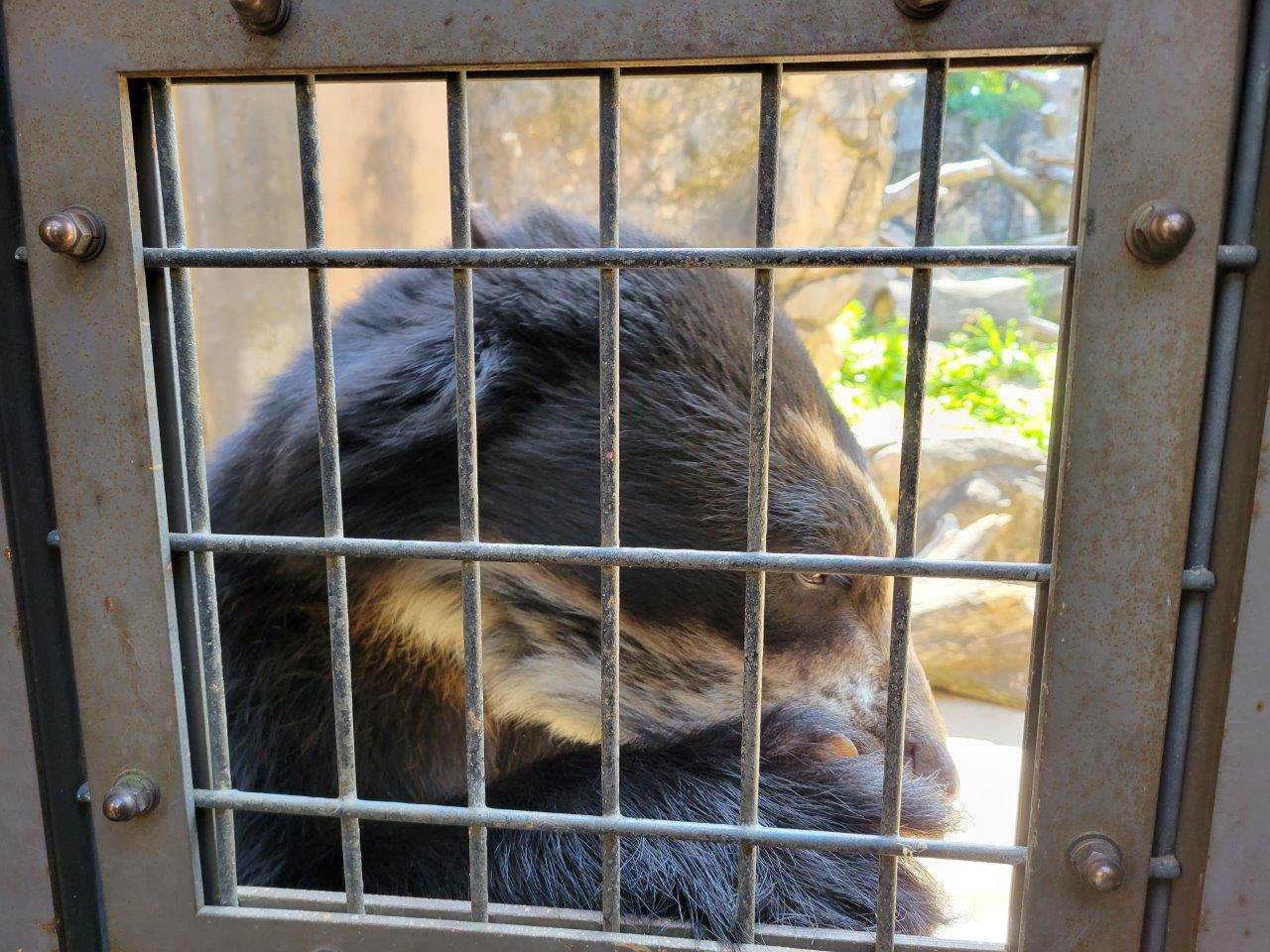 両手でイモを持って食べる雪雄②