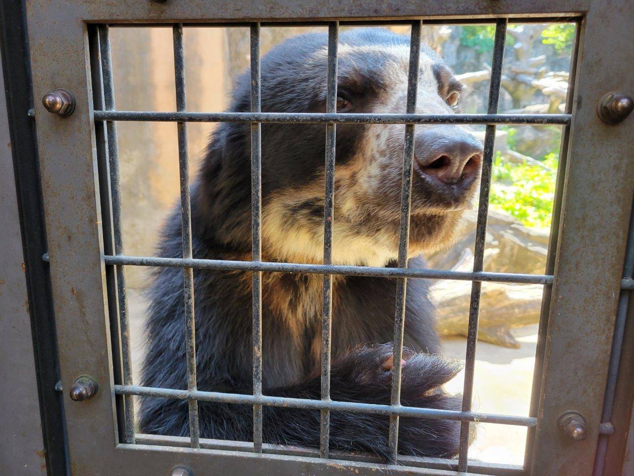 餌を催促する雪雄