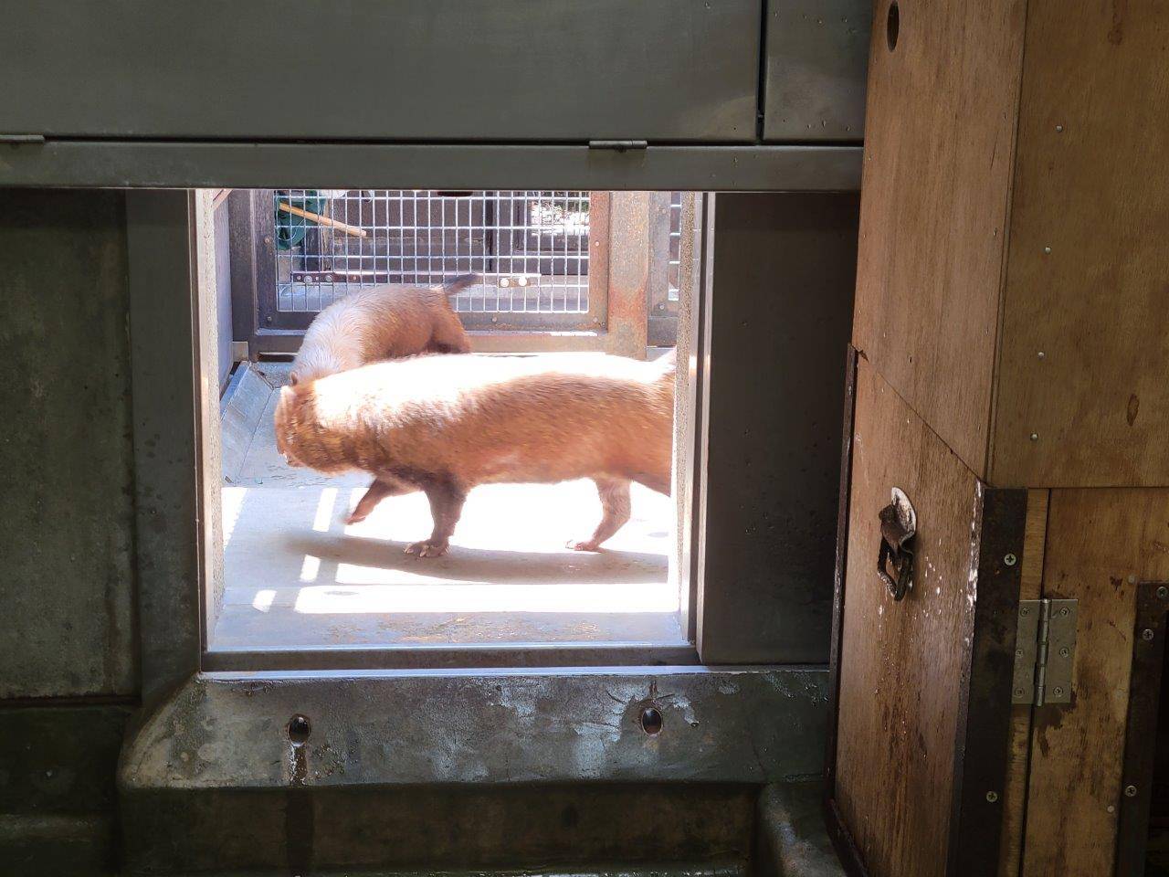 サブ運動場にいるパパマルとカノン