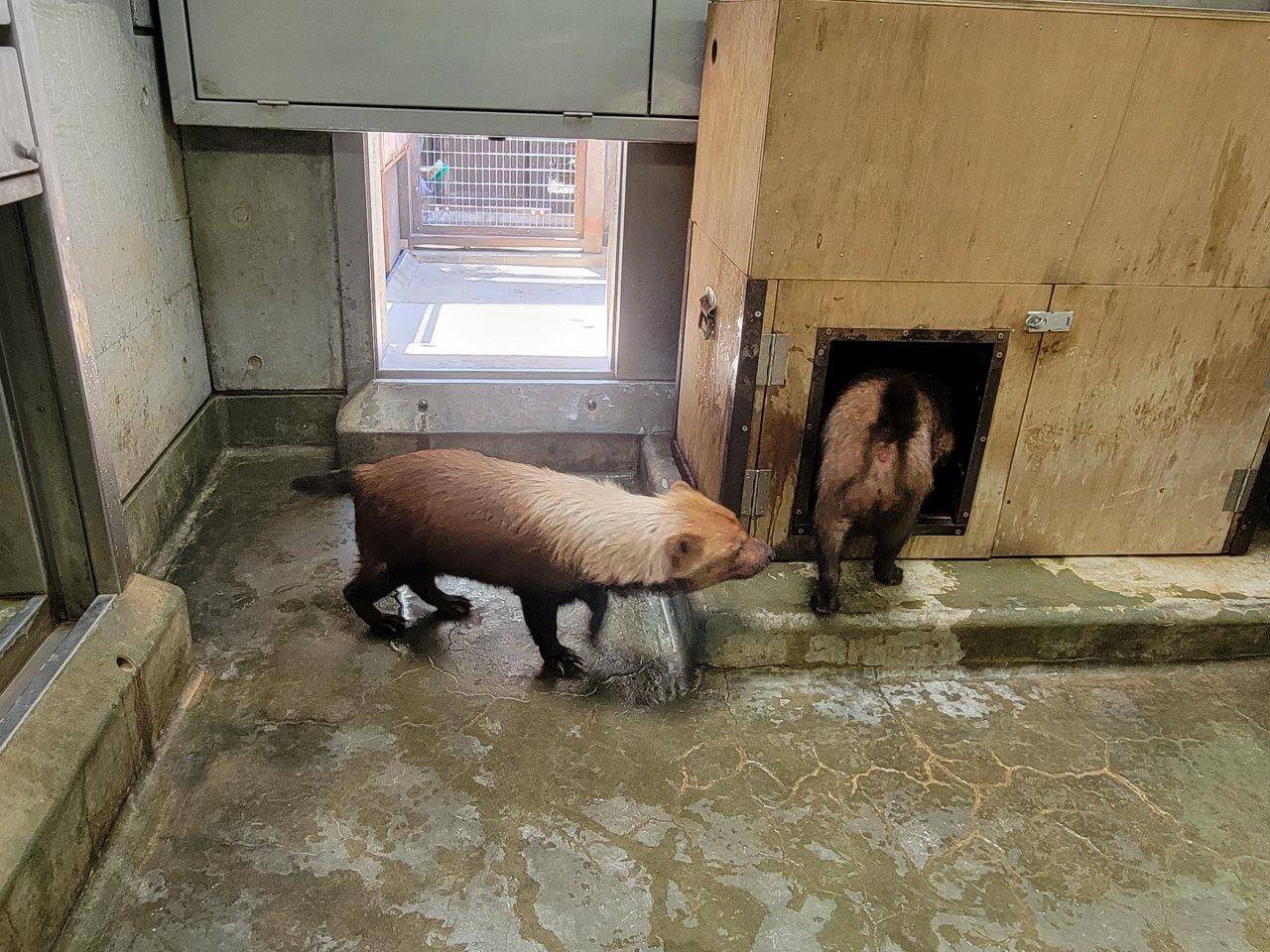 箱内に逃げ込むパパマルを追うカノン