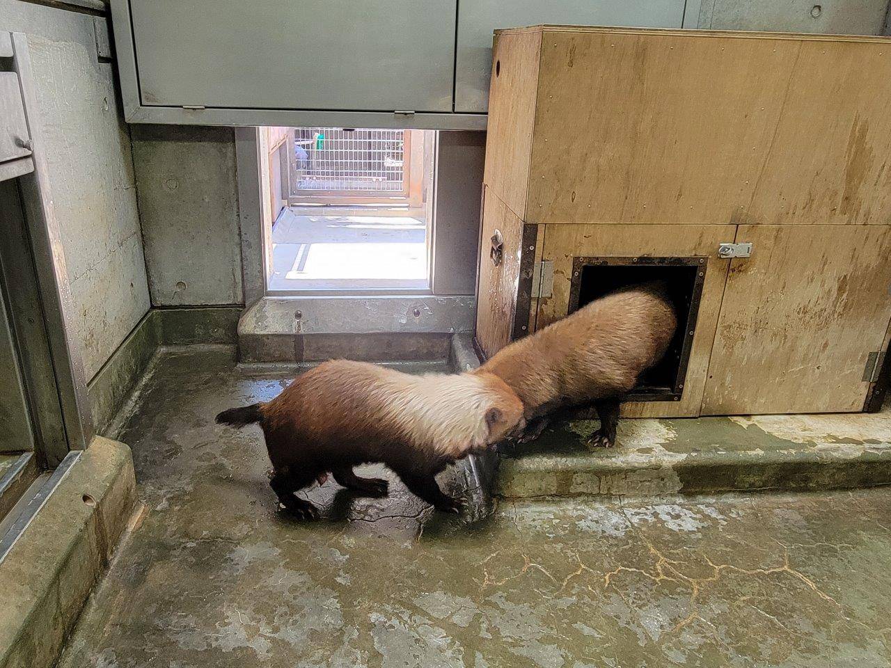 寝室内でのパパマルとカノン①